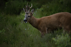 Wildlife photographer Paul McDougall