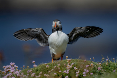 Wildlife photographer Paul McDougall