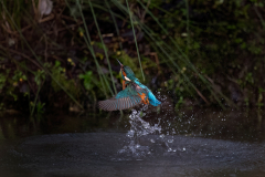 Wildlife photographer Paul McDougall