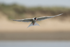 Wildlife photographer Paul McDougall
