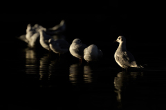Wildlife photographer Paul McDougall