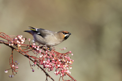 Wildlife photographer Paul McDougall