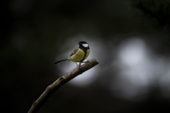 Wildlife photographer Paul McDougall