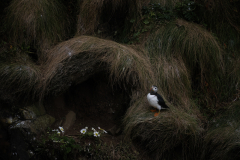 Wildlife photographer Paul McDougall