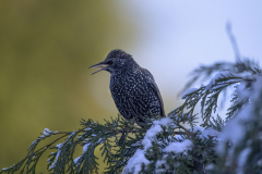 Wildlife photographer Paul McDougall