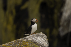 Wildlife photographer Paul McDougall