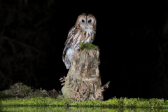 Wildlife photographer Paul McDougall