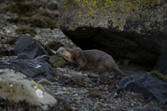 Wildlife photographer Paul McDougall