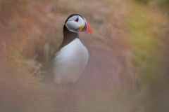 Wildlife photographer Paul McDougall