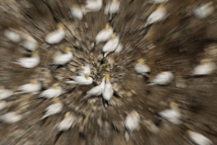 Wildlife photographer Paul McDougall