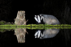 Wildlife photographer Paul McDougall