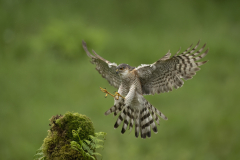 Wildlife photographer Paul McDougall