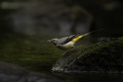 Wildlife photographer Paul McDougall