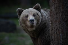 Wildlife photographer Paul McDougall