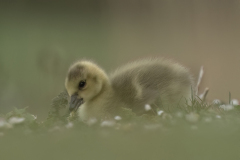 Wildlife photographer Paul McDougall
