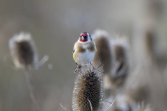 Wildlife photographer Paul McDougall