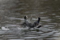 Wildlife photographer Paul McDougall