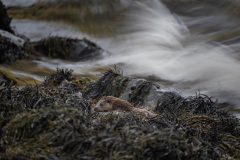 Wildlife photographer Paul McDougall