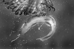 Wildlife photographer Paul McDougall