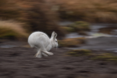 Wildlife photographer Paul McDougall