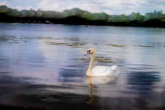Wildlife photographer Paul McDougall