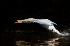 Wildlife photographer Paul McDougall