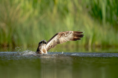 Wildlife photographer Paul McDougall