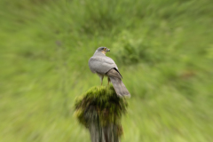 Wildlife photographer Paul McDougall