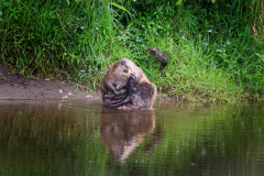 Wildlife photographer Paul McDougall