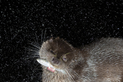 Wildlife photographer Paul McDougall