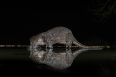 Wildlife photographer Paul McDougall