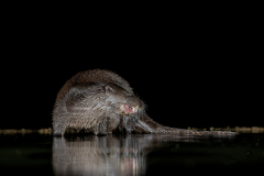 Wildlife photographer Paul McDougall