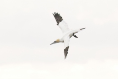 Wildlife photographer Paul McDougall