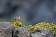 Wildlife photographer Paul McDougall