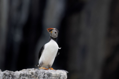 Wildlife photographer Paul McDougall
