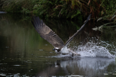 Wildlife photographer Paul McDougall