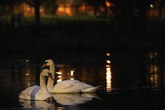 Wildlife photographer Paul McDougall