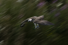 Wildlife photographer Paul McDougall
