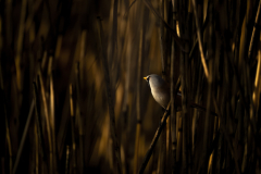 Wildlife photographer Paul McDougall