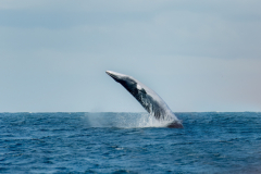Wildlife photographer Paul McDougall