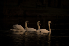 Wildlife photographer Paul McDougall