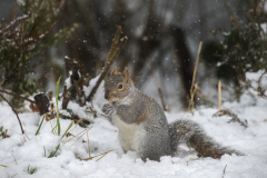 Wildlife photographer Paul McDougall