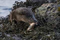 Wildlife photographer Paul McDougall