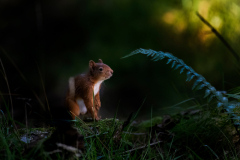 Wildlife photographer Paul McDougall