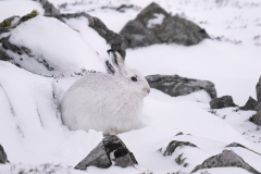 Wildlife photographer Paul McDougall