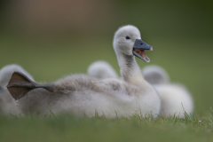 Wildlife photographer Paul McDougall