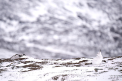 Wildlife photographer Paul McDougall
