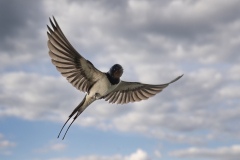Wildlife photographer Paul McDougall