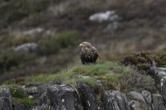 Wildlife photographer Paul McDougall