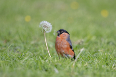 Wildlife photographer Paul McDougall